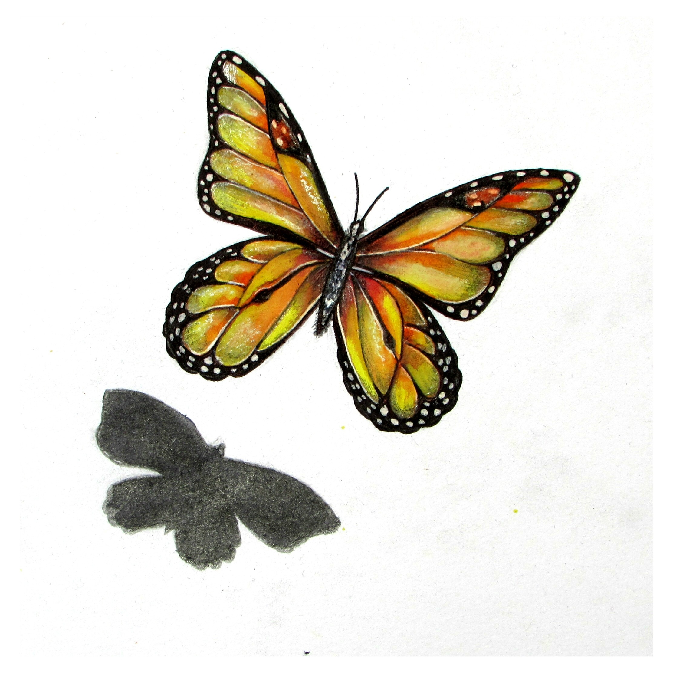 Mariposa monarca – alexdrawings